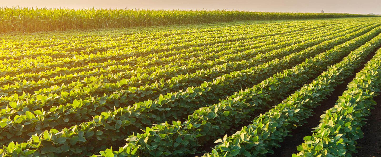 field of agriculture crops