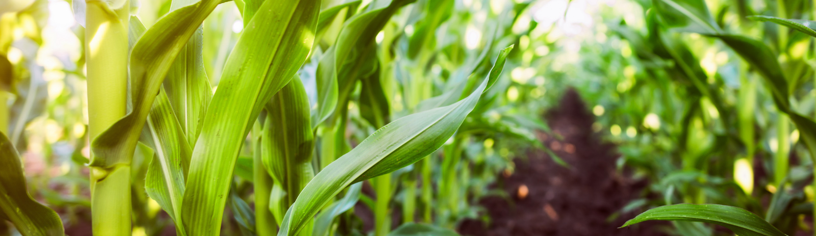 rows of corn in a field