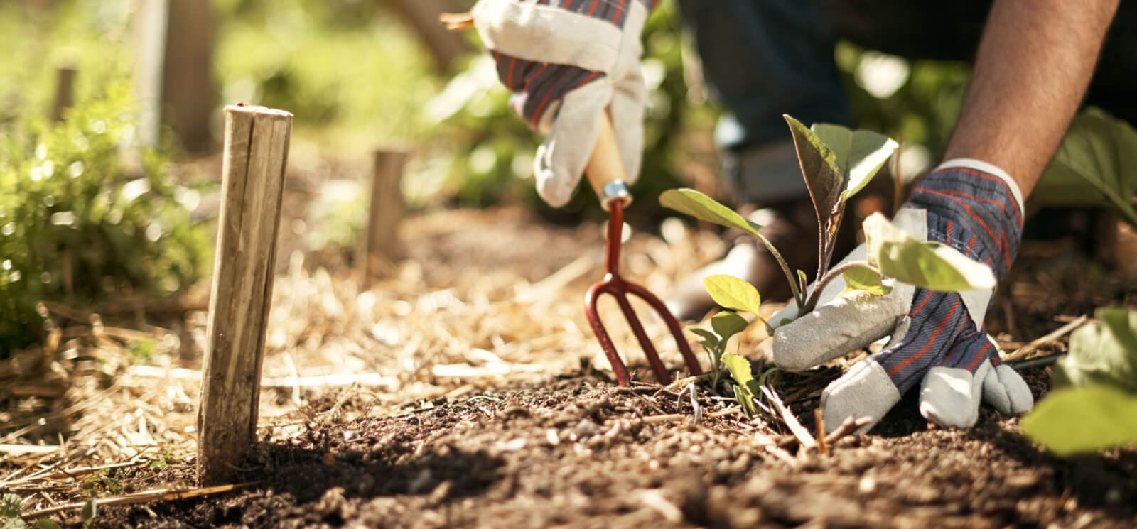 a person in their garden digging